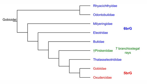 Figure 1. Phylogeny of the Gobioidei according to Betancur-R et al. (Citation2017), Nelson et al. (Citation2016), Reichenbacher et al. (Citation2020) and Thacker (Citation2009). Abbreviations: 5brG, five branchiostegal ray gobioids; 6brG, six branchiostegal ray gobioids.