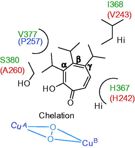 Figure 16. Schematic representation of binding interaction of thujaplicins (α, β and γ) with hTYR (V377, I368, H367 and S380) and mTYR (P257, V243, H242 and A260)Citation142.