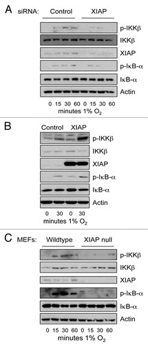 Figure 1 XIAP is necessary for hypoxia induced IKK activity. (A) U2OS cells were transfected with control and XIAP siRNA oligonucleotides for 48 hours prior to exposure to 1% O2 for the indicated periods of time. Whole cell lysates were analysed by western blot for the levels of the depicted proteins. (B) U2OS cells were transfected with 1 µg of Control and Flag-XIAP expression constructs for 48 hours prior to exposure to 1% O2 for 30 minutes. Whole cell lysates were processes as in (A). (C) Wildtype and XIAP null mouse embryo fibroblasts (MEFs) were exposed to 1% O2 for the indicated periods of time prior to lysis. Whole cell lysates were processed as in (A).