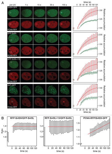 Figure 2 Snf2H, Snf2L, Snf2L+13 and Acf1 are recruited to DNA damage sites. (A) The kinetics of recruiting Snf2H, Snf2L, inactive Snf2L+13, Acf1 and PCNA to UV-induced DNA damage sites were monitored over time. Averaged curves were fitted to a single species rate process. Scale bar: 5 µm. (B) The ratio between different ISWI remodelers or the ratio between PCNA and the ISWI remodelers was plotted over time for cells co-transfected with the given protein combinations. Whereas the ratio between the different remodelers was constant, the ratio between PCNA and the remodelers increased linearly during the observation time of 3 minutes.