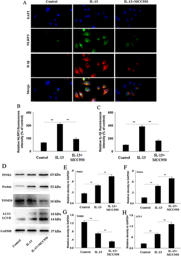 Figure 5 Effects of MCC950 on NLRP3 inflammasome and mitophagy in IL-13-stimulated HNEpCs. HNEpCs were pretreated with 10 μM MCC950 for 1 h and then incubated with IL-13 (10 ng/mL) for 24 h. (A) Representative images of NLRP3 and IL-1β in each group (Magnification: 400×). (B and C) The quantification of NLRP3 and IL-1β immunofluorescent staining in HNEpCs. (D–H) Western blot analysis and quantification of PINK1, Parkin, LC3, and TOM20 in HNEpCs. Data are presented as mean ± SEM (n=3). **P<0.01.