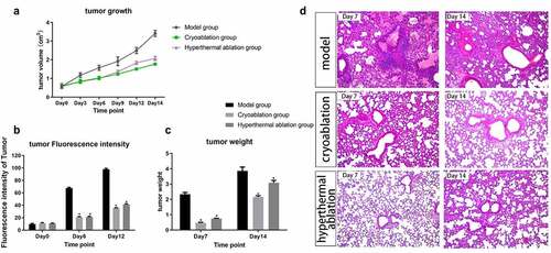 Figure 1. Dynamic changes in tumor volume (a), fluorescence intensity (b), and tumor weight (c) after intervention from Day 0 to Day 14. *P-value < 0.05 compared with model group. The graphs plotted the mean with SD error bars. (d) Histological review of lung tissues (×400) in the Model, Cryo, and Therm groups on Day 7 and Day 14.