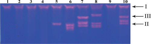 Figure 2.  Agarose gel showing cleavage of SC pBR322 DNA (0.2 μg) incubated with 50 μM complexes 1–4 in the presence of 0.25 mM H2O2 in Tris–HCl/NaCl buffer (50 mM, pH = 7.2) at 37°C for 1.5 h. Lane 1: DNA control; lane 2: DNA + H2O2; lane 3: DNA + 1; lane 4: DNA + 4; lane 5: DNA + H2O2 + 1; lane 6: DNA + H2O2 + 2; lane 7: DNA + H2O2 + 3; lane 8: DNA + H2O2 + 4; lane 9: DNA + H2O2 + 4 + DMSO; lane 10: DNA + H2O2 + 4 + SOD (4 units).
