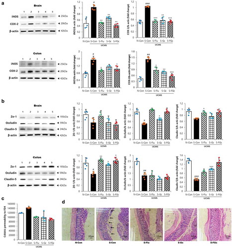 Figure 4. Effects of Gc and FGc on inflammation and barrier function of mice brain and colon under UCMS. (A) Expression of proteins related to inflammation by western blot. Lane 1 = N-Con; lane 2 = S-Con; lane 3 = S-Flu; lane 4 = S-Gc; lane 5 = S-FGc. (B) Expression of proteins related to tight junction by western blot. Lane 1 = N-Con; lane 2 = S-Con; lane 3 = S-Flu; lane 4 = S-Gc; lane 5 = S-FGc. (C) Intestinal epithelial permeability to FD4. (D) Representative H&E stained colon sections. Arrows indicate depleted epithelial cells. Data are expressed as mean ± SD (n = 5). #Significant difference between N-Con and S-Con (#P < .05, ##P < .005, ###P < .001). *Significant difference with S-Con (*P < .05, **P < .005, ***P < .001).