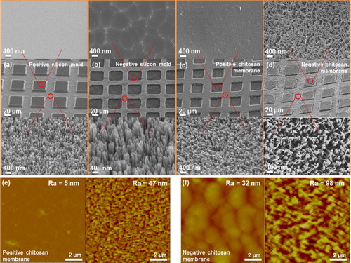 Figure 2. Scanning electron microscopy morphologies of mesa structures and nanopatterns on (a) a positively nanopatterned silicon mold, and (b) a negatively nanopatterned silicon mold. The mesa structures on negatively nanopatterned silicon molds were damaged and showed some artifacts compared to positively nanopatterned silicon molds due to photoresist removal by oxygen plasma. Morphologies of mesa structures and nanopatterns of (c) positively nanopatterned chitosan membranes, and (d) negatively nanopatterned chitosan membranes. The surface of mesa structures on negatively nanopatterned chitosan membranes was not smooth because the chitosan solution replicated the residual photoresist on negatively nanopatterned silicon molds after oxygen plasma cleaning. Surface topologies of mesa structures and nanopatterns of (e) positively nanopatterned chitosan membranes, and (f) negatively nanopatterned chitosan membranes.