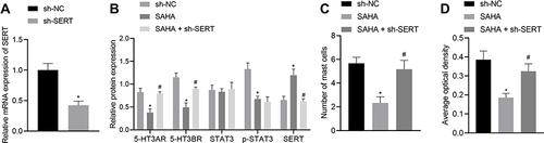 Figure 5 SAHA attenuates the visceral sensitivity of D-IBS rats through the STAT3/SERT/5-HT signaling pathway. (A) The transduction efficiency of sh-SERT was confirmed by qRT-PCR; (B) The expression of 5-HT3AR, 5-HT3BR, STAT3 and SERT along with the phosphorylation level of STAT3 in the colon tissues of rats in each group detected by Western blot analysis; (C) The number of mast cells in the colon tissues of rats in each group measured by toluidine blue staining; (D) Expression of tryptase-β in the colon mucosa by immunohistochemistry. The measurement data is represented as mean ± standard deviation. Independent sample t-test was used to compare data between two groups while one-way analysis of variance with Tukey’s post-hoc test was used to compare data among multiple groups. *p < 0.05 compared with the sh-NC group; #p < 0.05 compared with the SAHA group. N = 6 for rats in each group.