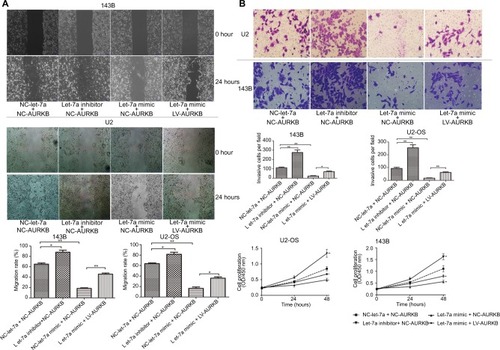 Figure 3 Ectogenous let-7a inhibits the malignant phenotype of OS cells by targeting AURKB.Notes: (A) Wound-healing assay (×200); mean ± SD; *P<0.05, **P<0.01, ***P<0.001. (B) Transwell assay (×200); mean ± SD; *P<0.05, **P<0.01, ***P<0.001. (C) The ability of proliferation was determined by CCK-8 assays. Mean ± SD; *P<0.05, **P<0.01, ***P<0.001.Abbreviations: AURKB, Aurora-B; CCK-8, Cell Counting Kit-8; NC, negative control; OS, osteosarcoma.