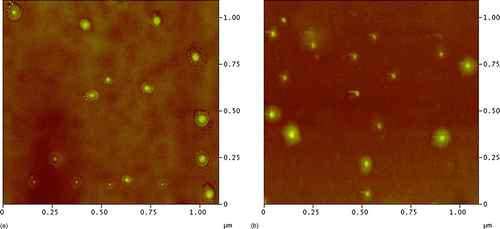 FIG. 7 AFM image of 32.5 nm acid-coated particles on Fe–Ti–MS detector; (a) AFM image before exposure to 90% RH and 20°C; (b) AFM image after 3-month exposure to 90% RH and 20°C.