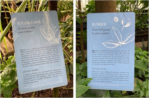 Figure 6 and 7. Text panels in the University of Oxford’s Botanic Garden with cultural historical information about the sugar cane (left) and the rubber tree (right). Sourc: Photos taken by the author in March 2022.