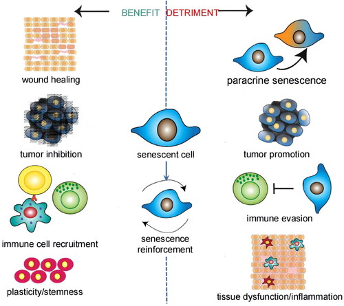 Figure 2. Benefit and detriment of senescent cells. Most of the effects are concerned with the SASP. Different inducements of aging, different types of senescent cells, and different aging stages give rise to these pleiotropic and contradictory effects. Adapted with permission (Birch & Gil, Citation2020). Copyright 2020, Cold Spring Harbor Laboratory Press.