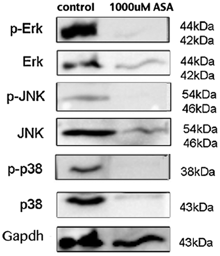 Figure 4. Western blot analysis of phospho-ERK1/2 MAPK, phospho-pJNK, and phospho-p38 shows the expression of these proteins in the AsA-treated group (1,000 μM) was lower than those in controls in the G292 cells.