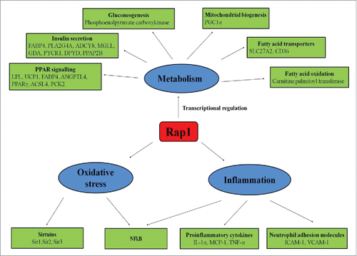 Figure 2. Nontelomeric functions of Rap1. Rap1 regulates various nontelomeric functions like metabolism, oxidative stress, and inflammation. Rap1controls energy metabolism by increasing fatty acid oxidation via increasing the expression of carnitine palmitoyltransferase, and fatty acid transporters such as SLC27A2 and CD36 and by increasing gluconeogenesis via increasing the expression of phosphoenolpyruvate carboxykinase. Rap1 also regulates mitochondrial biogenesis by increasing PGC-1α expression. Furthermore, Rap1 upregulates metabolic genes related to insulin secretion (FABP4, PLA2G4A, ADCY8, MGLL, GDA, PYCR1, DPYD, PPAP2B) and peroxisome-proliferator-activated receptor signaling (LPL, UCP1, FABP4, ANGPTL4, PPARγ, ACSL4, PCK2). In inflammation, Rap1 stimulates NFκB activations and upregulates the expression of proinflammatory cytokines such as IL-1α, MCP-1, TNF-α, and neutrophil adhesion molecules such as ICAM-1 and VCAM-1. Rap1 also modulates oxidative stress by increasing the expression of NFκB and sirtuins.