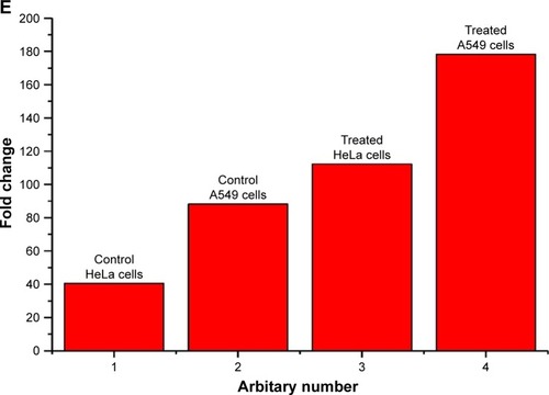 Figure 7 DCFDA staining for ROS generation on HeLa cells (20×), (A) control and (B) treated with AgPgNps, and A549 cells, (C) control and (D) treated with AgPgNps. Scale bar – 100 µm. Information demonstrated are illustrative of three independent experiments. (E) Quantification of ROS level in terms of intensity fold change of DCFDA fluorescence in HeLa- and A549-treated cells in comparison to untreated control cells.Note: Values are communicated as mean±SEM of three autonomous experiments.Abbreviations: AgPgNps, pentagonal silver nanoparticles; SEM, standard error of the mean.