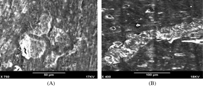 Figure 5 The SEM image of bovine cortical slices on which monocytes were cultured for 21 days in the presence of (A) 25 ng/ml M-CSF and 10−7 M LTB4, (B) 25 ng/ml M-CSF and 30 ng/ml sRANKL, showing that numerous small round or ovoid resorption pits in LTB4-treated monocytes cultures and large confluent resorption pits in sRANKL-treated monocytes cultures.