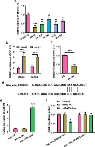 Figure 4. Regulation of hsa_circ_0008035 on miR-375 expression. (a) The expression of miR-375 in OSA cell lines (MG-63, SAOA-2, U-2OS, HOS, SW1353) and human osteoblast (hFOB1.19) was estimated by RT-qPCR. (b) Si-hsa_circ_0008035 (si-circ) or si-NC was transfected into MG63 and SAOS-2 cells. The expression of miR-375 was examined by RT-qPCR. (c) Overexpressing hsa_circ_0008035 plasmid (ex-circ) or NC plasmid was transfected into hFOB1.19 cells. The expression of miR-375 was analyzed by RT-qPCR. (d) The complementary sites were indicated for the binding of hsa_circ_0008035 and miR-375. HEK-293T cells were transiently transfected with firefly luciferase reporter plasmids (hsa_circ_0008035-wt/mut), renilla luciferase reporter plasmids and miR-375 mimic/mimic NC. (e) The expression of miR-375 was analyzed by RT-qPCR to confirm transfection efficiency. (f) Binding analysis of hsa_circ_0008035 toward miR-375 using luciferase assay. Data were shown as the mean + SD for three replications per group. * p < 0.05, ** p < 0.01, *** p < 0.001.