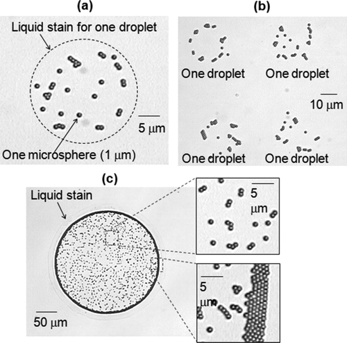 FIG. 11 Optical photographs of particles in droplets collected on the slides as the droplets hit the slide wet. (a) Particles in one droplet. (b) A 2 × 2 array of particles in droplets. (c) Accumulation of ∼ 100 droplets at the same spot (particles were uniformly distributed inside the droplets and clustered around the circular edge).