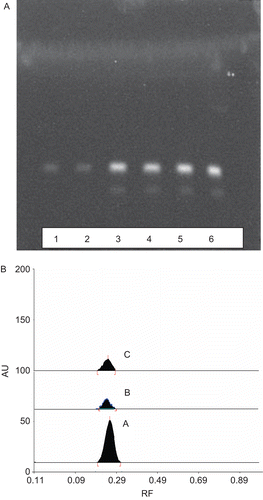 Figure 1.  (A) HPTLC profile of standard berberine (lanes 5 and 6), ethanolic extract (lanes 3 and 4) and aqueous extract (lanes 1 and 2) of Berberis aristata. (B) HPTLC densitogram of bands at Rf 0.25 (a) standard berberine, (b) aqueous extract and (c) ethanolic extract.