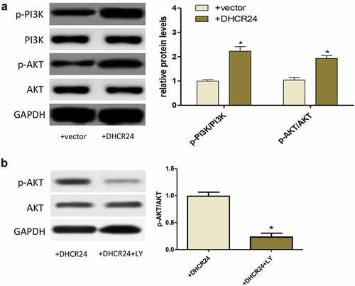 Figure 4. DHCR24 activated the PI3K/AKT signaling pathway. (a) Western blot analysis of p-PI3K, PI3K, p-AKT and AKT (‘*’ p < 0.05 vs. +vector, n = 3). (b) Western blot analysis of p-AKT and AKT (‘*’ p < 0.05 vs. +DHCR24, n = 3)