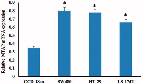 Figure 1. The expression levels of MTAP in colorectal cancer cell lines. Relative expression of MTAP and TLR4 mRNA in colorectal cancer cell lines and normal colonic myofibroblasts cells by Q-PCR. The results indicated that MATP was upregulated in colorectal cancer cell lines. *indicated p < .05.