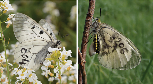 Figure 2. Examples of marked P. mnemosyne on the study site in the Narew river (NE Poland): a male (on the left) and a female with a mating plug (sphragis).