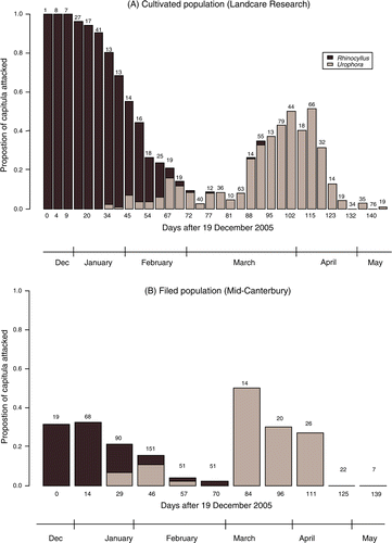 Figure 3  Proportion of Carduus nutans capitula attacked by Rhinocyllus conicus (dark) and Urophora solstitialis (light) in: (A) the cultivated population at Landcare Research Lincoln (experiment 2) between 19 December 2005 and 16 May 2006 (all ripe capitula were collected); (B) the field population in Mid-Canterbury (experiment 3) between 20 December 2005 and 8 May 2006 (all ripe capitula were collected from a strip plot of 34×1 m approximately once a fortnight). The number above each bar represents the number of capitula collected on each occasion.