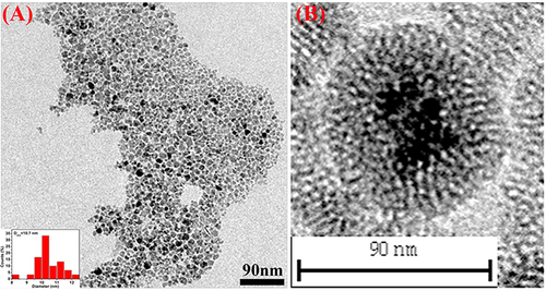 Figure S1 Transmission electron microscopy characterizations of Fe3O4 nanoparticles (NPs) (A) and Fe3O4@mSiO2 NPs (B). The insert in (A) is the distribution of Fe3O4 NP size.