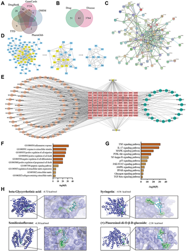 Figure 5 Network pharmacology and molecular docking analysis. (A) KOA’s disease target overlaps between the GeneCards, OMIM, PharmGkb, TTD and Drugbank database. (B) Overlaps between KOA’s targets and E.G drug targets. (C) PPI network and (D) core target screening. (E) E.G-target-KOA network. The circular node represents the traditional Chinese medicine component, the rectangular node represents the disease target, and the arrow node represents the common component of the two drugs. (F) GO enrichment analysis and (G) KEGG pathways enrichment analysis. (H) Molecular docking revealed the binding of beta-Glycyrrhetinic acid, syringetin, (+)-Pinoresinol-di-O-β-D-glucoside and semilicoisoflavone to PPARG protein.