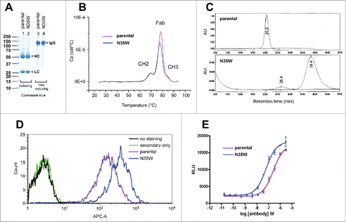 Figure 4. Comparison of the parental and N35W variant mAb properties by biochemical and cell-based assays. (A) After purification, the parental IgG and its N35W variant were resolved in SDS-PAGE gels side by side under reducing (lanes 1–2) and non-reducing (lanes 3–4) conditions, then stained with Coomassie blue dye. Protein loading was 10 μg per lane. Protein bands corresponding to the HC subunit, LC subunit, and whole IgG are marked by arrowhead. (B) Purified IgGs were formulated in PBS and analyzed by differential scanning calorimetry. Heat capacity (Cp) is plotted on the y-axis as a function of heat influx on the x-axis. Three discernible peaks are labeled with the domain names corresponding to the respective unfolding events that take place at different temperature range. (C) Size-exclusion chromatograms of purified parental IgG (top) and its N35W variant (bottom) using Superdex G200 column. Protein loading was 10 μg each. The running buffer was PBS at a flow rate of 0.7 ml/min. The elution profile was monitored by UV light at 215 nm. AU, arbitrary unit. Paper-printed chromatograms were scanned and digitally reproduced to create this figure. Retention time is labeled for each elution peak. (D) Flow cytometric binding analysis of the parental and variant mAbs to human CB1 expressed on the surface of stable CHO cell line. After harvesting the adherently cultured CHO cells non-enzymatically, 200,000 cells were stained at testing antibody concentrations of 0.2, 1, and 5 μg/ml. A representative result obtained at 1 μg/ml antibody staining condition is shown. Signal intensity based on the geometric mean values was ∼2-fold higher for N35W variant mAb than for the parental mAb. (E) Results of cell-based assay measuring cellular cAMP levels after CB1 activation in the presence of the parental or N35W variant mAbs. CB1 activation leads to a decrease in intracellular cAMP. If CB1 activation is blocked by antagonistic mAbs, intracellular cAMP level would be restored. In this assay system, the variant mAb showed ∼4-fold higher antagonistic activity than the parental mAb. Four-fold difference in antagonistic activity was reproducible although the IC50 values shifted slightly on different testing occasions. This graph was generated by using a data set obtained in one such representative experiment. Error bar represents ‘standard error of mean’.