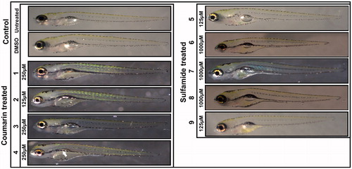 Figure 3. Images of zebrafish larvae in the control and coumarin/sulfamide derivative-treated groups. Representative images of 5 dpf zebrafish larvae exposed to different concentrations of CAIs 1–9 that are considered safe (below the LC50). No morphological changes were observed except for with compound 4, which showed a defect in swim bladder development (white arrow). Images of the control group larvae (not treated with inhibitor) and 1% DMSO-treated larvae showed normal development.