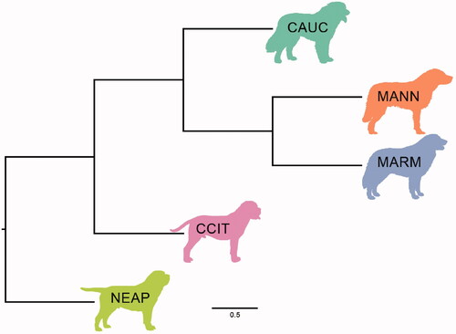 Figure 8. Reynolds distance-based phylogenetic tree. CAUC: Caucasian shepherd dog; MANN: Mannara dog; MARM: Maremma sheepdog; CCIT: Cane Corso Italiano; NEAP: Neapolitan mastiff.