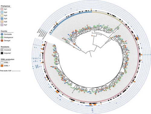 Figure 2. Phylogenetic relationships. The scale bar corresponds to 0.01 substitutions per site. iTOL (https://itol.embl.de/) was used to visualize country of origin (circles at branch tips), phylogroups (background color in first circle comprising the isolates names), the ancestral or acquired character of isolates’ resistome (second circle), ESBL phenotype (third circle), and virulence genes as indicated in front of each external circle