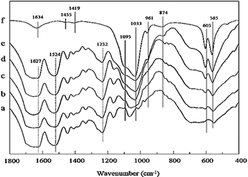 Figure 12. FTIR spectra of SF/HA porous scaffolds with different molar% contents of nHA: (a) 0%, (b) 10%, (c) 30%, (d) 60%, (e) 70%, and (f) 100% [Citation184]