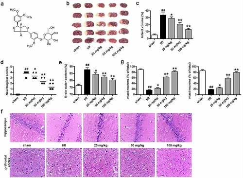 Figure 1. Phillyrin improved the MCAO/R rat brain injury. (a) Schematic diagram of chemical structure of phillyrin. (b) The cerebral infarction analyzed by TTC staining. (c) Percentage of cerebral infarction volume. (d) Neurological deficits of rats. (e) Brain water content of rats. (f) Surviving neuron number in the prefrontal cortex and hippocampus analyzed by H&E staining. (g) Percentage of infarct neurons in prefrontal cortex and hippocampus of rats. Note: n = 6; *P < 0.05 and **P < 0.01 compared with I/R group, ## P < 0.01 compared with the sham group.