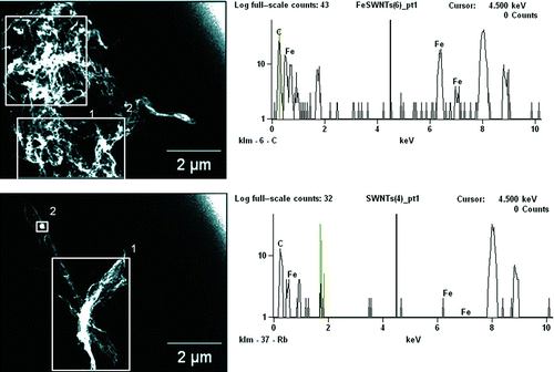 FIG. 8 TEM micrographs and EDS spectra of aerosolized (a) FeSW-CNTs and (b) cSW-CNTs illustrating the morphology and presence or absence of residual iron catalyst nanoparticles. Squares in the images represent the area over which the EDS spectra were analyzed for the elemental composition of aerosolized nanomaterials. The elemental profile as shown in the EDS spectra on the right represents the area analyzed in square 1 of the TEM images shown on the left. (Color figure available online.)