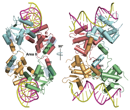 Figure 2 Intermolecular interactions between two (Ets1)2•DNA complexes. The molecules are drawn as cartoons with cylindrical α-helices and each Ets1 is shown in different color. The approximate locations of interaction areas II are shadowed in the left image. The right image is a 90° rotation of the left image.