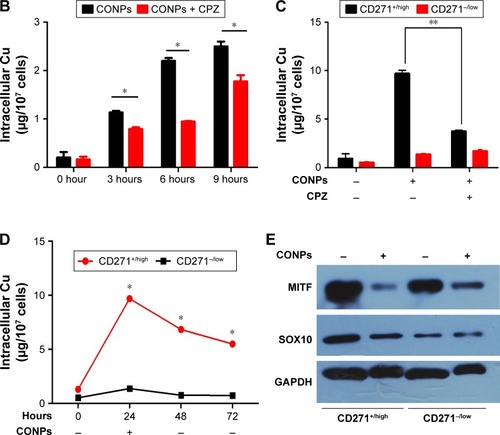 Figure 2 The CD271+/high melanoma cells could take in more CONPs than CD271−/low through clathrin-mediated endocytosis.Notes: (A) Wortmannin and chlorpromazine rather than dynasore, MβCD and EIPA could promote cell viability. Specific endocytosis inhibitors increased the cell viability of A375 cells treated by CONPs. After being pretreated with 5 kinds of endocytosis inhibitors respectively at different concentrations, A375 cells were cultivated in CONP medium (3.5 μg/mL) for 48 hours. Cells in control group were incubated in CONP medium without pretreatment of inhibitors. CCK8 assay was used to validate effect of inhibitor, n=3. (B) Chlorpromazine (5 μM) declined the content of Cu of A375 cells through inhibiting absorption of A375 cells. A375 cells were incubated in CONP medium (3.5 μg/mL) for 3, 6 and 9 hours after chlorpromazine treatment for 2 hours. Intracellular Cu means the total content of Cu in 107 A375 cells, n=3. (C) Chlorpromazine (5 μM) could significantly decline the content of Cu in CD271+/high cells. After treating A375 as (B), A375 cells were separated into CD271+/high cells and CD271−/low cells by FACS and the intracellular Cu was tested by GF-AAS, n=3. (D) After cells were treated with CONPs (3.5 μg/mL) for 24 hours, one part of cells was harvested for GF-AAS test, whereas the other part of cells was transferred into CONP-free medium and harvested after 24 and 48 hours, respectively for GF-AAS test. (E) The expression of MITF and SOX10 decreased in CD271+/high and CD271−/low cells after CONP treatment. A375 cells were treated with CONPs (1.75 μg/mL) for 72 hours, collected and separated into CD271+/high and CD271−/low cells by FACS for Western blotting. The error bars represent ± standard deviation (*P<0.05, **P<0.01); n= biological replicates.Abbreviations: CONPs, cuprous oxide nanoparticles; FACS, fluorescence-activated cell sorting; GF-AAS, graphite furnace atomic absorption spectrometry; EIPA, 5-(N-ethyl-N-isopropyl) amiloride.