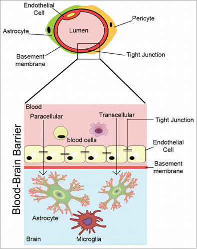 Figure 1. The blood–brain barrier (BBB). Molecules cross the BBB either transcellulary or paracellularly between the cells through the junctions.