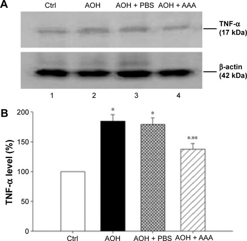 Figure 4 AAA treatment reduced the induction of TNF-α in AOH retinas.