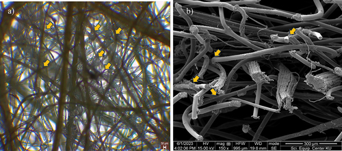 Figure 5. Light microscope images of pineapple and r-PET fiber on composite surface a) and SEM images of pineapple and r-PET fiber on composite edge with accelerating voltage of 15 kV at a magnification of 300× b).