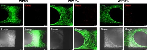 Figure 6 Confirmation of viability and cell alignment of MSCs on each scaffold using live (green)/dead (red) assay on day 7.Notes: Magnification ×100; scale bar =100 µm.Abbreviations: MSCs, mesenchymal stem cells; WP, wheat protein.