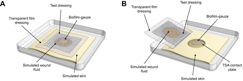 Figure 1 Simulated wound biofilm model with CISEB and secondary transparent film dressing application within the wound assembly (A) and following removal of dressing for enumeration of surviving biofilm on the gauze (B).