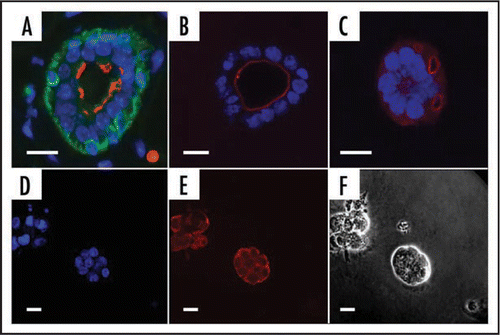 Figure 2 Formation of acini in different matrices. (A–C) Mammary epithelial cells (EpH4) adopt the correct polarity in Matrigel™ but not in collagen gel preparations. (A) Tissue section from virgin mammary gland showing bi-layered epithelium. (B) EpH4 cells in Matrigel. (C) EpH4 cells in Collagen gel. Antibody staining: Green, cytokeratinCitation14, a marker of myoepithelial cells; red, aquaporin 5, a marker of polarized cells that is expressed on the luminal face; blue, DAPI (nucleus—DNA). (D–F) KIM-2 cells form acini when cultured in Matrigel. (D) Nuclear staining (DAPI); (E) E-Cadherin (red) showing cell adhesions. (F) phase contrast. Scale bars = 10 µm.