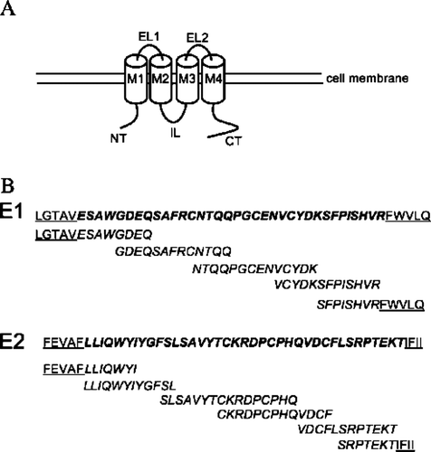 Figure 1 (A) Schematic of a connexin molecule showing the N-terminal region (NT), the membrane spanning domains (M1 to M4), the extracellular loops (EL1 and EL2), the intracellular loop (IL), and the C-terminal region (CT). (B) Schematic showing the mimetic peptide sequences (see Table 1) and the amino acids of Cx43 to which they correspond. Amino acids that are part of the membrane-spanning domain are underlined and amino acids that are part of the extracellular loop are in italics.