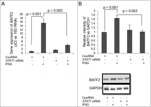 Figure 7. Expression of BATF2 in STAT1 silenced HTR-8/SVneo cells treated with IFNG. HTR-8/SVneo cells (0.1 × 106) were transfected with control siRNA and STAT1 siRNA followed by treatment with or without IFNG (10 ng/mL) for 24 h and subsequently used to analyze expression of BATF2 both at the transcript and protein levels by qRT-PCR and Western blotting. Panel A shows the transcript level of BATF2 in control siRNA and STAT1 siRNA transfected cells with and without IFNG treatment. Panel B represents the densitometric analysis and representative blots of BATF2 expression in control siRNA and STAT1 siRNA transfected cells with and without IFNG treatment. Each bar represents relative expression after normalization with 18S rRNA at the transcript level and GAPDH at the protein level. Values are expressed as mean ± S.E.M. of three independent experiments.
