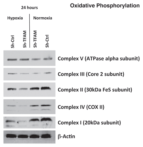 Figure 2 TFAM-deficient fibroblasts show defects in oxidative phosphorylation. To assess the status of the mitochondrial respiratory chain in fibroblasts, a battery of antibodies directed against mitochondrial complex components (I–V) were examined. Under normoxic conditions, no changes were observed between sh-TFAM and sh-Ctrl fibroblasts. However, under hypoxic conditions, note the decrease in Complexes I–IV. Immunoblotting with β-actin is shown as a control for equal loading.