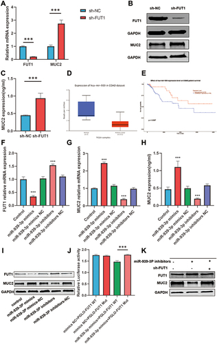 Figure 6 The influence of hsa-mir-939-3p on FUT1 and MUC2. (A) Differential expression of MUC2 and FUT1 between FUT1 knockdown group and control group by RT-qPCR. (B) Differential expression of MUC2 and FUT1 between FUT1 knockdown group and control group by Western blot. (C) Differential expression of MUC2 between FUT1 knockdown group and control group by ELISA. (D) Differential expression of hsa-mir-939 in COAD and normal colon tissues. (E) The relationship between hsa-mir-939 and OS in patients with COAD. (F) The effect of hsa-mir-939-3p on FUT1 expression by RT-qPCR. (G and H) The effect of hsa-mir-939-3p on MUC2 expression by RT-qPCR (G) and ELISA (H). (I) The effect of hsa-mir-939-3p on FUT1 and MUC2 expression by Western blot. (J) Luciferase reporter assays between mir-939-3p and FUT1. (K) hsa-mir-939-3p increases the expression of MUC2 by reducing FUT1 expression. (***P<0.001, ns: P>0.05).