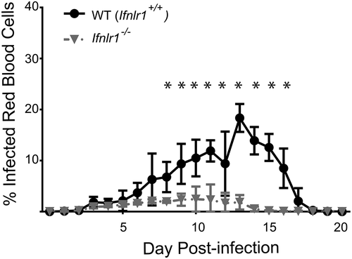 Figure 1. Absence of interferon lambda leads to improved parasite control during blood-stage malaria infection.