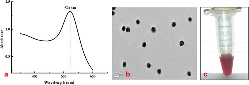 Figure 2. Characterization of Au nanoparticles: (a) UV-Vis spectra, (b) transmission electron microscopy image, and (c) photograph of Au nanoparticle solution.