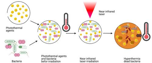Figure 17 Principle of antibacterial photothermal therapy.