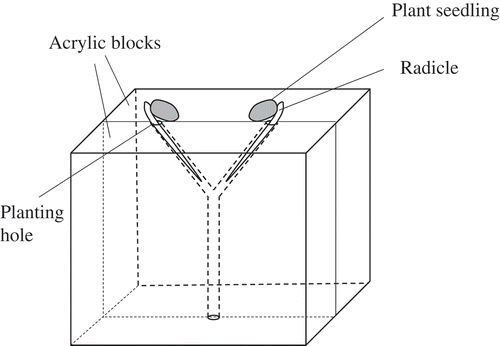 Figure 1. Schematic diagram of the natural root-grafting chamber without any surgical operation. A Y-shape rooting passage was made on the contact surface of two transparent acrylic blocks. Radicles were inserted to the planting hole to direct the roots to grow along the rooting channel. The seeds and/or lower parts of the coleoptile were fixed on the top of an acrylic panel by a masking tape. At sampling, the two blocks were separated, and roots were easily removed from the rooting passage. Height, length, width, and planting hole diameter of the chamber are 60mm, 40mm, 30mm and 4mm, respectively.